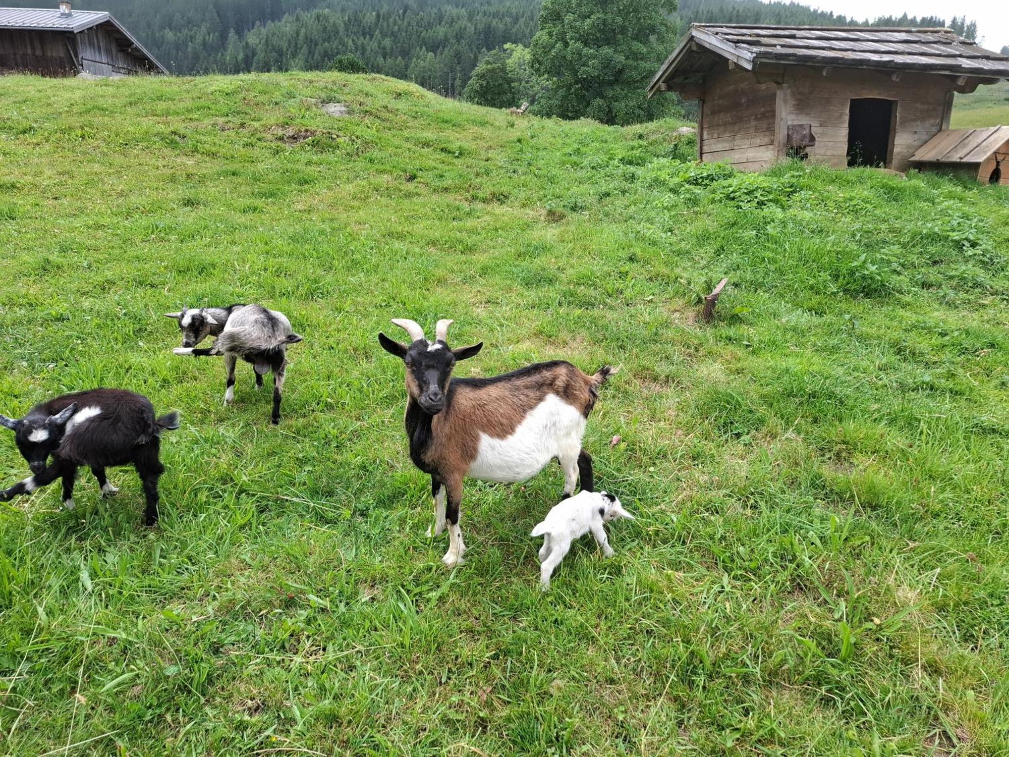 Pension Stammerhof シュラートミンク エクステリア 写真